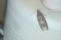 Epiblema