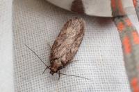 Depressaria albipunctella