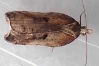 Acleris cristana