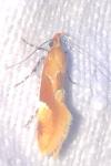 Epicallima formosella
