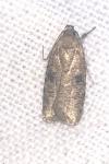 Agonopterix