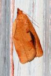 Clepsis consimilana