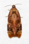 Ditula angustiorana