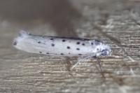 Yponomeuta sedella