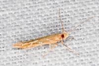 Pyroderces argyrogrammos