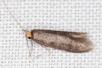 Agnoea
