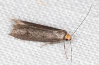 Agnoea