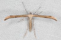 Emmelina monodactyla