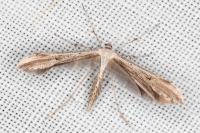 Emmelina monodactyla