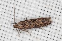 Tuta absoluta