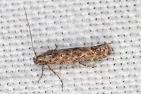 Tuta absoluta