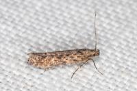Tuta absoluta
