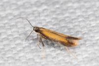 Coptotriche marginea