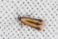 Coptotriche marginea