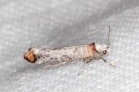 Pseudoswammerdamia combinella