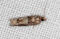 Crocidosema plebejana
