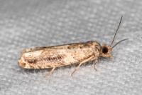 Crocidosema plebejana