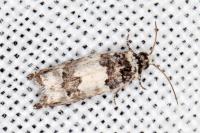 Epinotia thapsiana