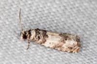 Epinotia thapsiana