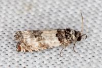 Epinotia thapsiana