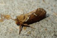 Korscheltellus lupulinus