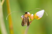 Cauchas rufimitrella