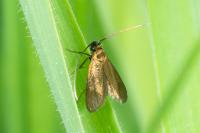 Cauchas rufimitrella