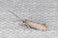 Urodeta hibernella