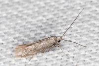 Urodeta hibernella
