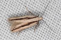 Mirificarma interrupta