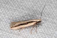 Mirificarma interrupta