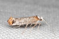 Pseudoswammerdamia combinella