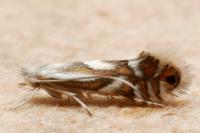 Phyllonorycter oxyacanthae