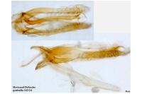 Phyllonorycter oxyacanthae