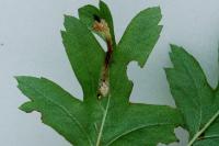 Phyllonorycter oxyacanthae