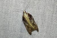 Acleris cristana