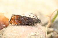 Pammene rhediella