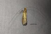 Nematopogon adansoniella