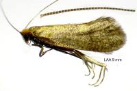 Nematopogon adansoniella