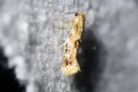 Bucculatrix ulmella
