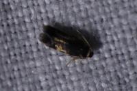 Stigmella