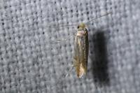 Phyllonorycter