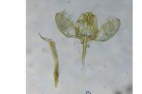 Swammerdamia pyrella