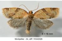Clepsis consimilana