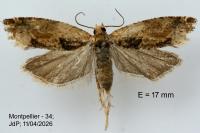 Crocidosema plebejana