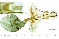 Crocidosema plebejana