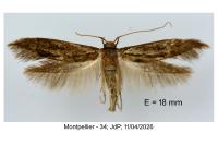 Opogona omoscopa