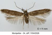 Blastobasis tarda