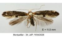 Argyresthia spinosella
