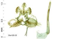 Argyresthia spinosella